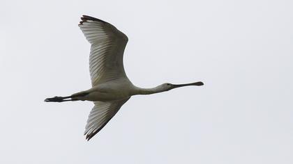 Eurasian Spoonbill