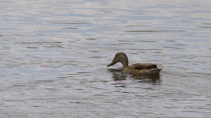 Mallard