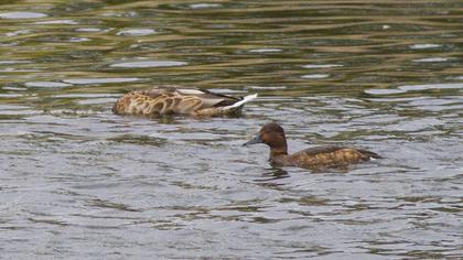 Ferruginous Duck