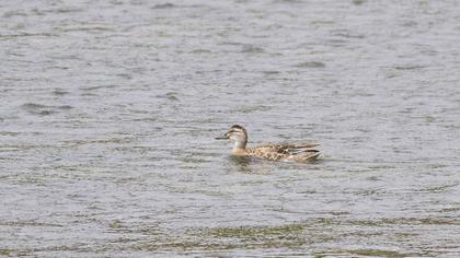 Garganey