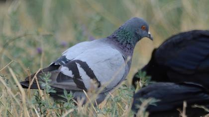 Rock Dove