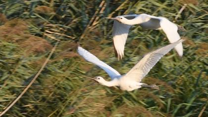 Eurasian Spoonbill