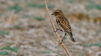 Whinchat