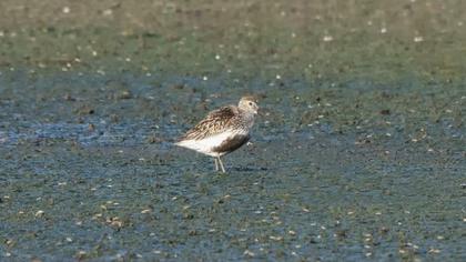 Dunlin