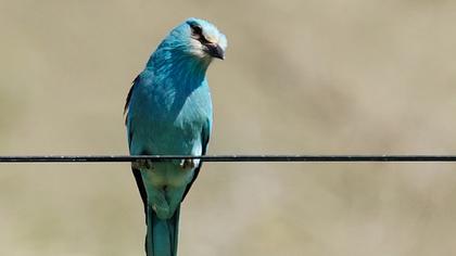 European Roller