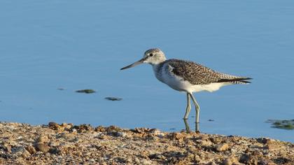 Common Greenshank