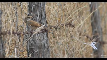 Common Whitethroat
