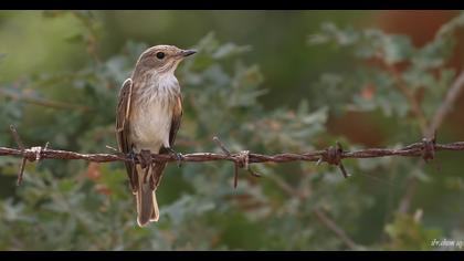Spotted Flycatcher