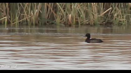 Tufted Duck