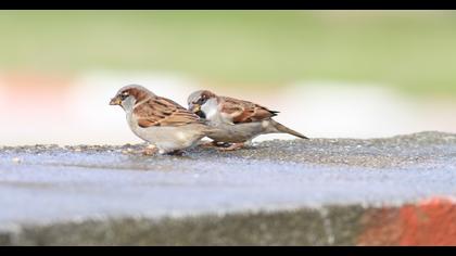 House Sparrow