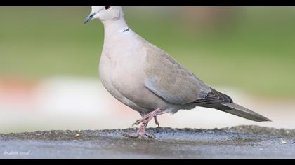 Eurasian Collared Dove