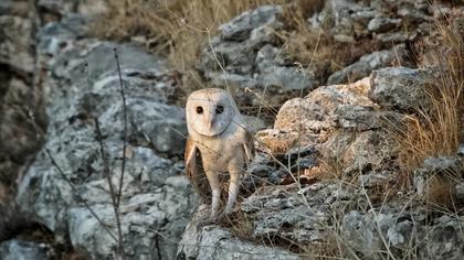 Western Barn Owl