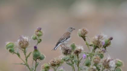 Common Linnet