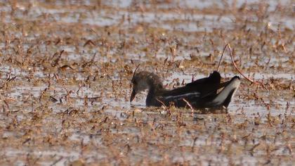 Common Moorhen
