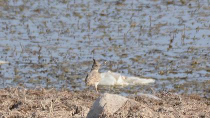 Crested Lark