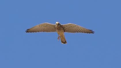Common Kestrel