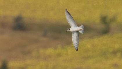 White-winged Tern