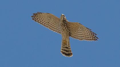 Levant Sparrowhawk
