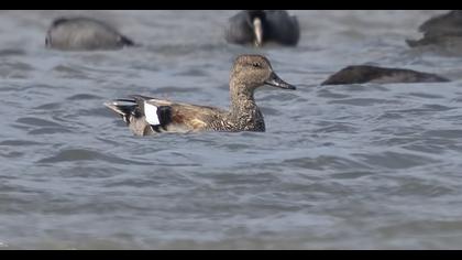 Gadwall