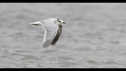 Little Gull