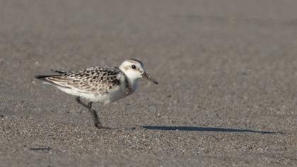 Sanderling