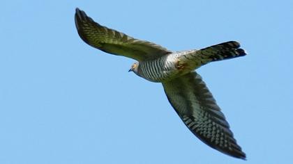 Common Cuckoo