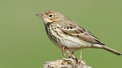 Tree Pipit