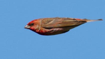 Common Rosefinch