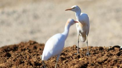 Western Cattle Egret