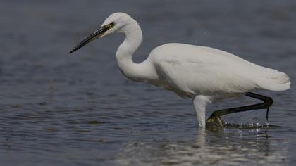 Little Egret