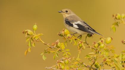 Collared Flycatcher