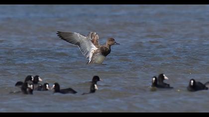 Gadwall