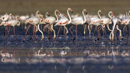 Greater Flamingo