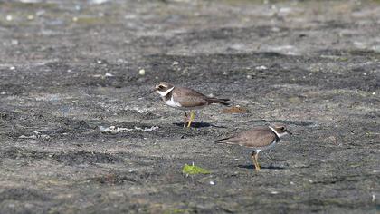 Common Ringed Plover