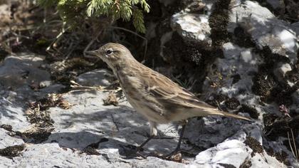 Water Pipit