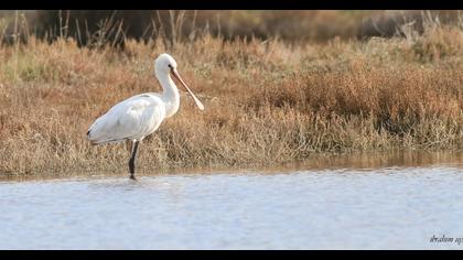 Eurasian Spoonbill