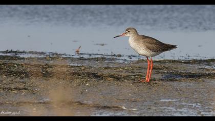 Common Redshank