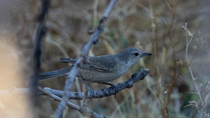 Barred Warbler