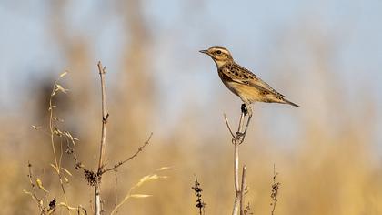Whinchat