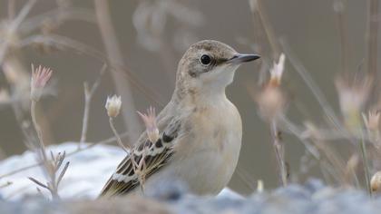 Western Yellow Wagtail