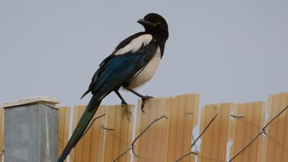 Eurasian Magpie
