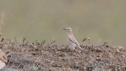 Isabelline Wheatear