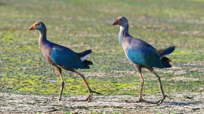 Purple Swamphen