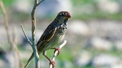 Spanish Sparrow