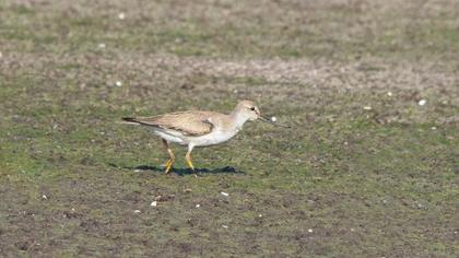 Terek Sandpiper