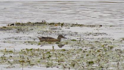 Garganey