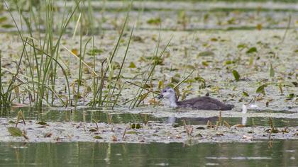 Eurasian Coot
