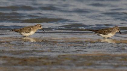 Temminck`s Stint