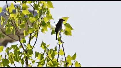 Red-backed Shrike