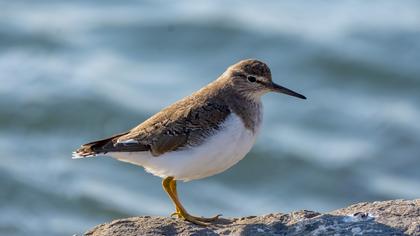 Common Sandpiper